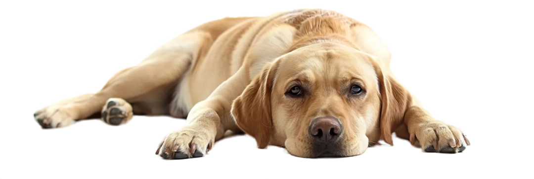 Mousse nettoyante pour pattes animaux🐾