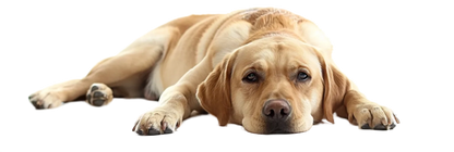 Mousse nettoyante pour pattes animaux🐾
